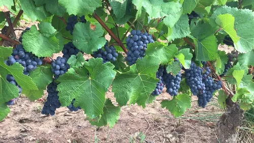 Quel avenir pour la viticulture et l’apiculture ?